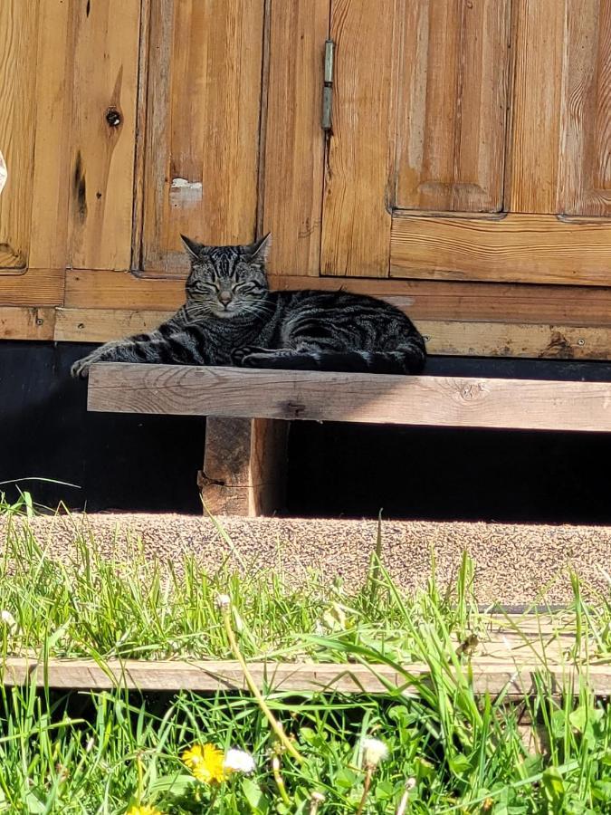 Slapen Tussen De Ezels In De Yurt Hotell Aarschot Exteriör bild