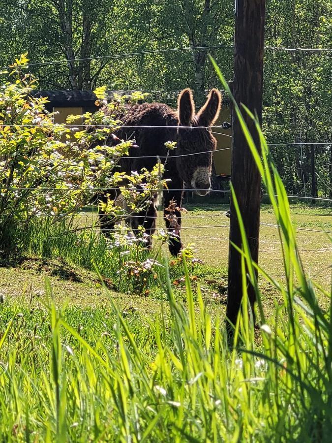 Slapen Tussen De Ezels In De Yurt Hotell Aarschot Exteriör bild